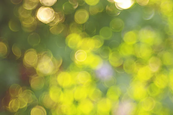 Summer green background — Stock Photo, Image