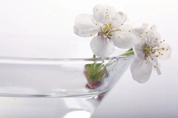 Cherry blossom in glass — Stock Photo, Image