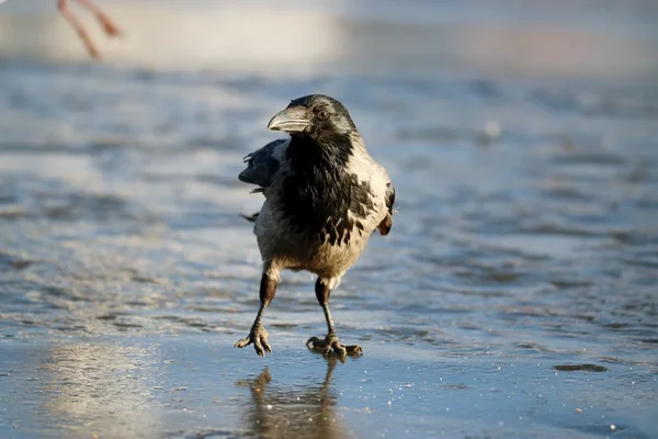 カラスの氷冬の野生動物 — ストック写真