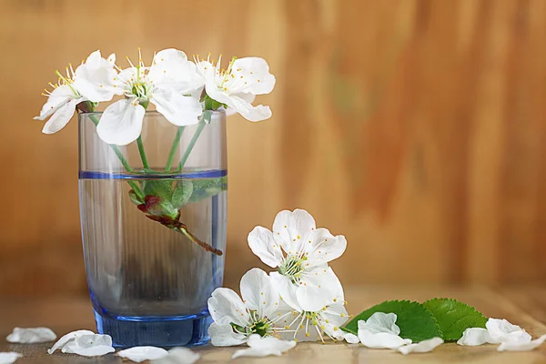 Cherry flowers and twigs — Stock Photo, Image