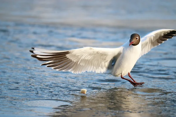 Біла чайка на льоду — стокове фото