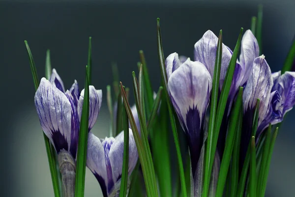 Blue crocus flowers spring — Stock Photo, Image