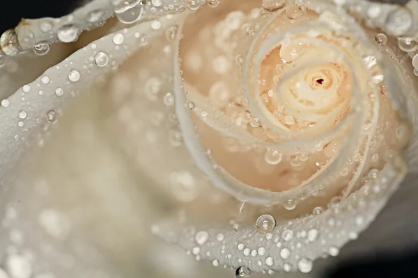 Petals white rose with water drops — Stock Photo, Image