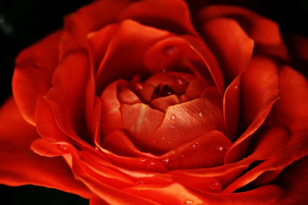 Czerwony kwiat róży makro — Zdjęcie stockowe