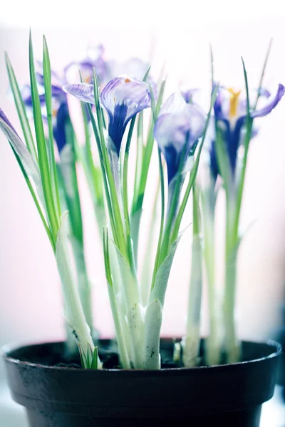 Blauwe crocus bloemen lente — Stockfoto