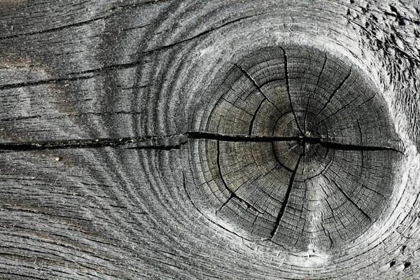 Gray knotty wood texture — Stock Photo, Image