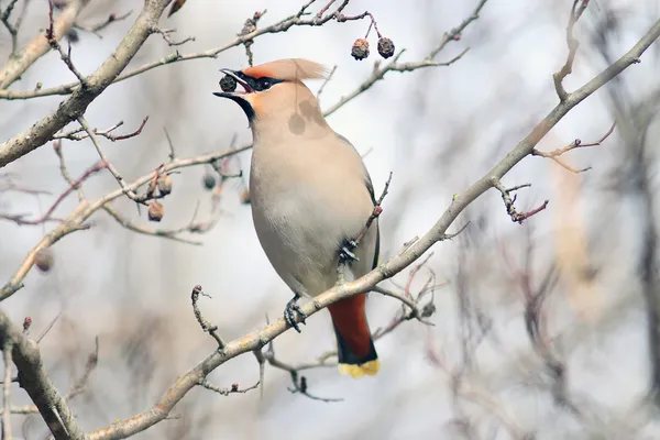 Waxwing on branches without leaves — Stock Photo, Image