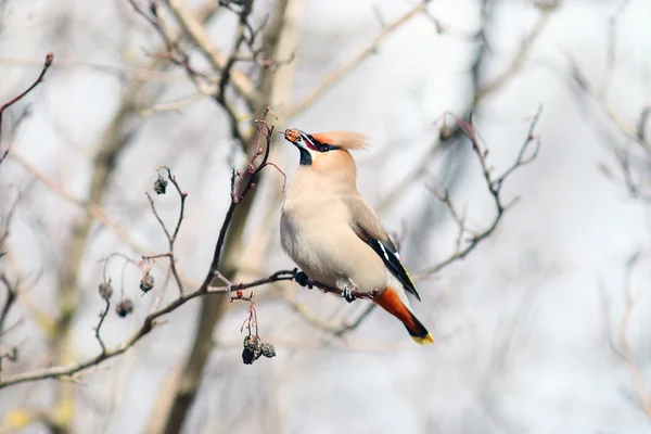 Waxwing on branches without leaves — Stock Photo, Image