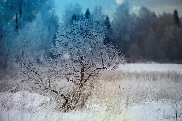 Árboles de nieve invierno —  Fotos de Stock