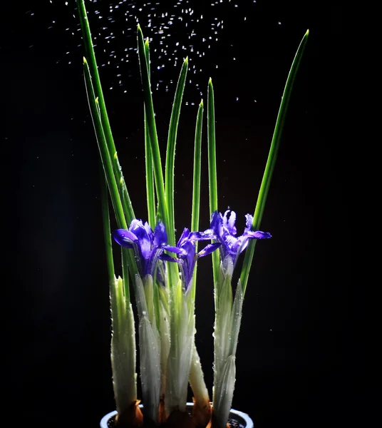 Iris bloemen op een zwarte achtergrond — Stockfoto