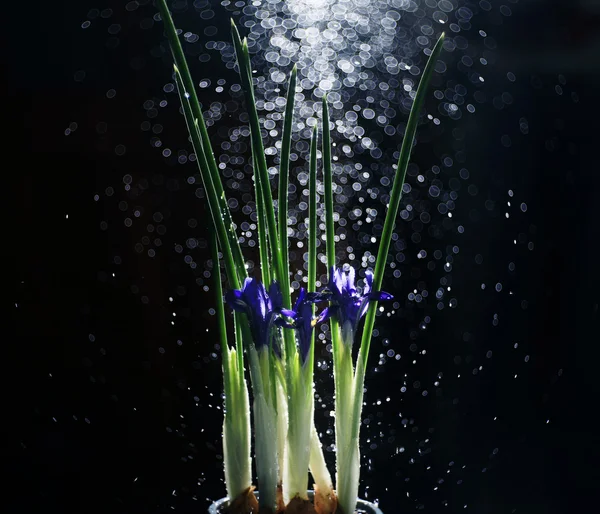 Flores de iris sobre fondo negro —  Fotos de Stock