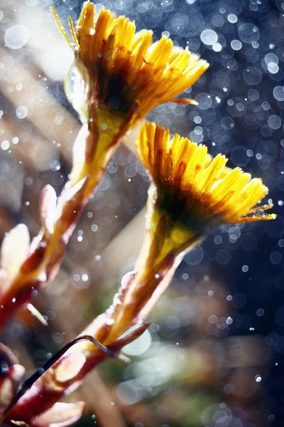 Pie de popa, flores de primavera — Foto de Stock