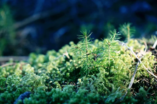 Macro small tree in the moss — Stock Photo, Image