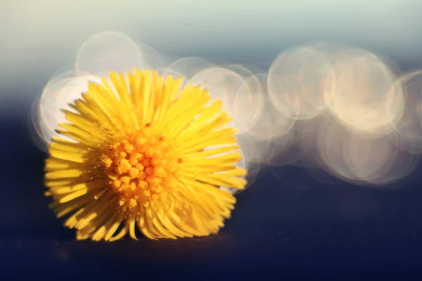 黄色の花 — ストック写真