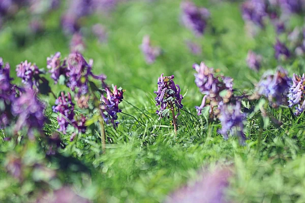 野生的紫堇属紫色的春天的花朵 — 图库照片