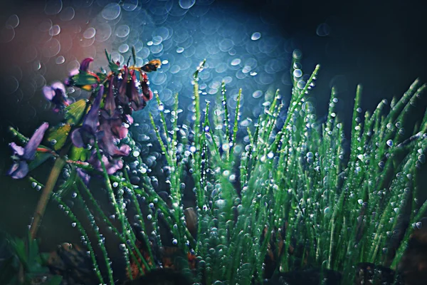 Corydalis spring flower — Stock Photo, Image