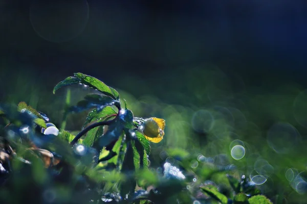 金凤花，黄色的小花儿宏 — 图库照片