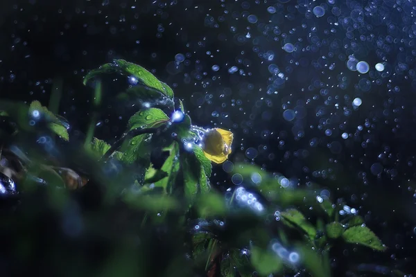 Ranuncolo, piccolo fiore giallo macro — Foto Stock