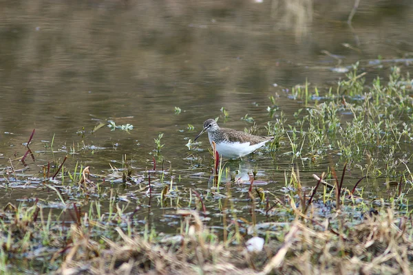 Sandpiper bird — Stock Photo, Image