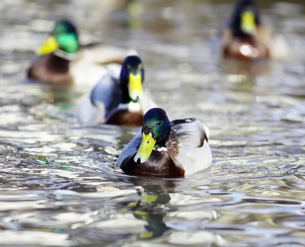 Yeşilbaş ördek sürüsü — Stok fotoğraf