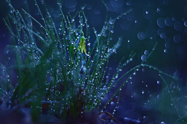 La hierba con rocío de agua — ストック写真