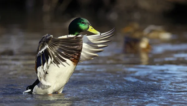 Pato de Mallard — Foto de Stock