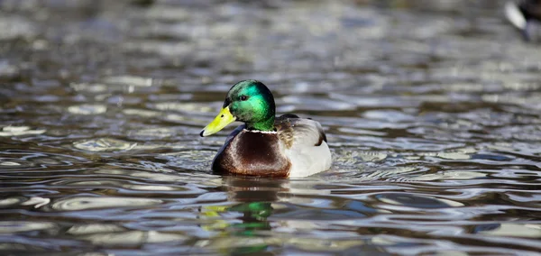 Pato de Mallard —  Fotos de Stock