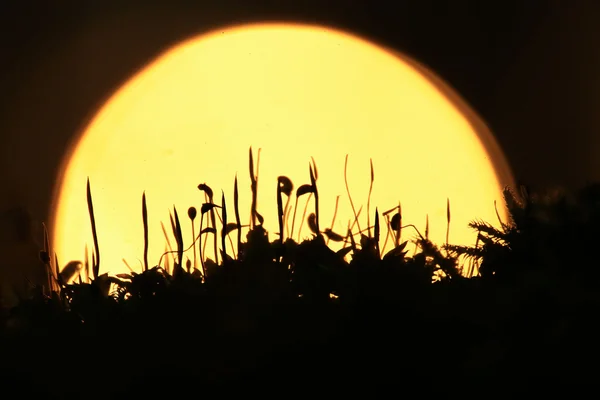 Gras silhouetten — Stockfoto