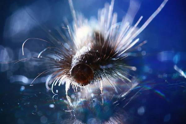 カブトムシの動物 — ストック写真