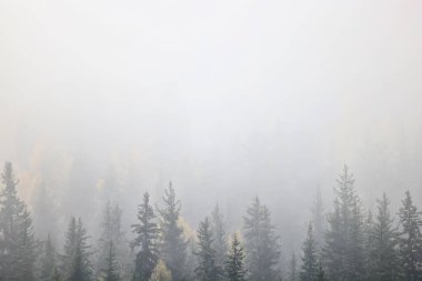 Sonbahar sisi orman dağları, ağaçlar sis manzarası