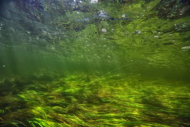 Suyun altında taze su, altında güneş ışınları olan yeşil arka plan, su