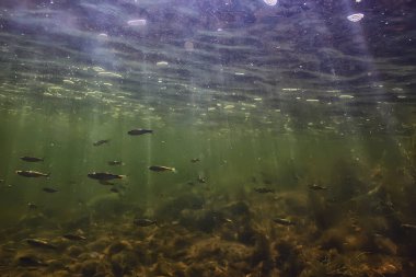 Suyun altında küçük balık sürüsü, tatlı su kasvetli balık ançüezli deniz manzarası