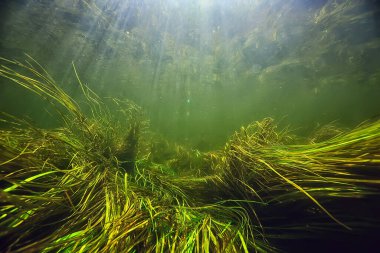 Nehir manzarasında yeşil yosunlar, nehir manzarası, ekoloji doğası.
