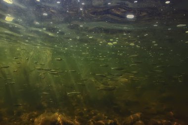 Suyun altında küçük balık sürüsü, tatlı su kasvetli balık ançüezli deniz manzarası