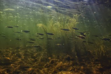 Suyun altında küçük balık sürüsü, tatlı su kasvetli balık ançüezli deniz manzarası