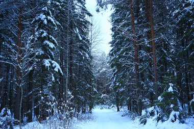 Ormandaki köknar ağaçları Aralıkta karla kaplı