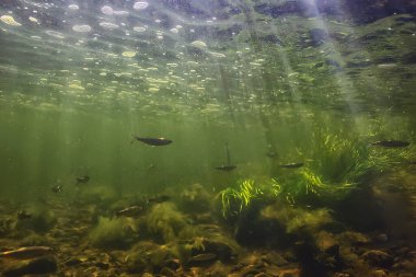 Suyun altında küçük balık sürüsü, tatlı su kasvetli balık ançüezli deniz manzarası