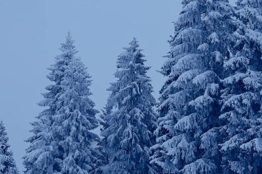 Kozalaklı orman, kışın yağışlı arka planla kaplı kar ağaçları.