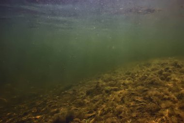 Nehir manzarasında yeşil yosunlar, nehir manzarası, ekoloji doğası.