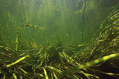 Nehir manzarasında yeşil yosunlar, nehir manzarası, ekoloji doğası.