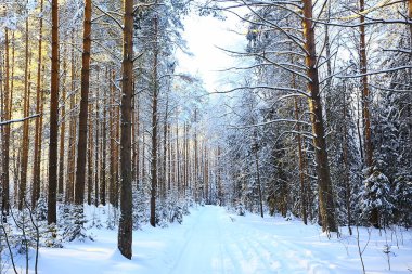 Kış ormanlarında güneşli manzara, güneş manzarası.