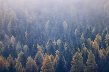 Sonbahar sisi orman dağları, ağaçlar sis manzarası