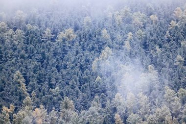 Sonbahar sisi orman dağları, ağaçlar sis manzarası