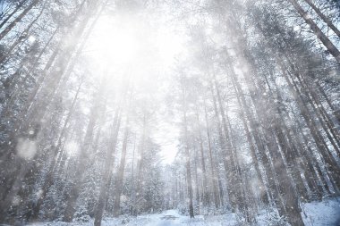 Kış arkaplan karları soyut beyaz bulanık
