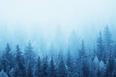 Sonbahar sisi orman dağları, ağaçlar sis manzarası