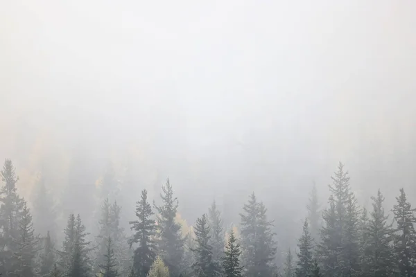 Jesień Mgła Krajobraz Lasy Góry Drzewa Widok Mgły — Zdjęcie stockowe