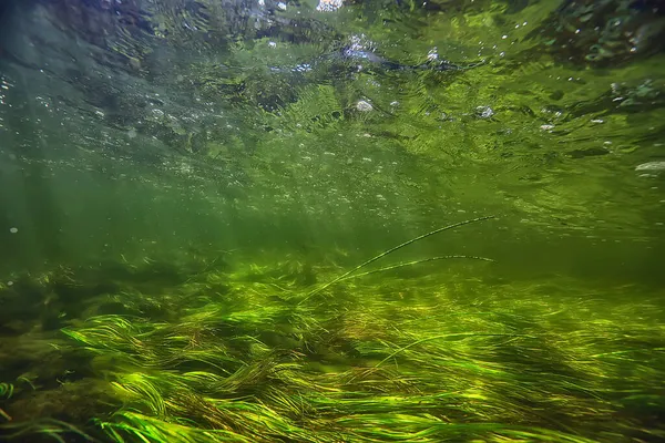 水中の淡水の緑の背景に太陽の光があり — ストック写真