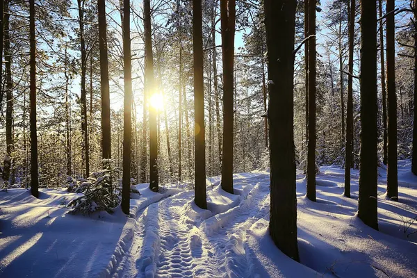 Solig Utsikt Vinterskog Sol Landskap Natur — Stockfoto