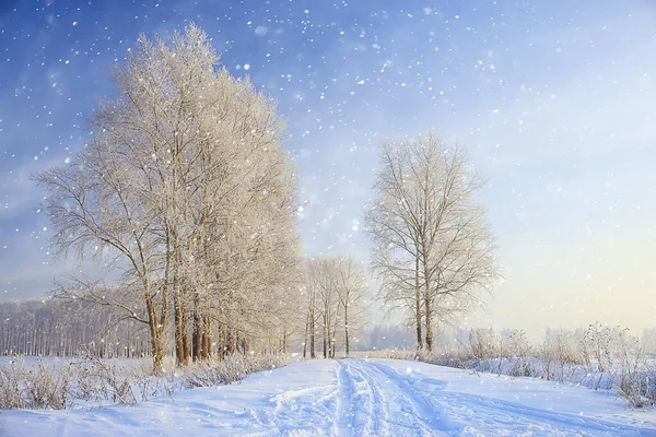 Zimowe Drzewa Krajobrazowe Pokryte Mrozem — Zdjęcie stockowe