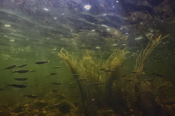 在水下的一群小鱼 淡淡的淡水鱼锚状海景 — 图库照片